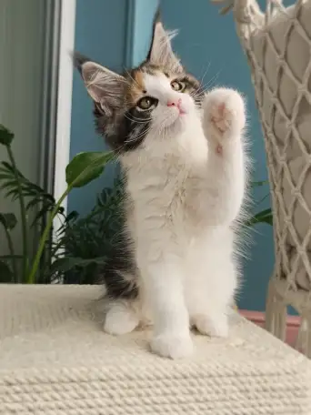 Котенок мейн кун из питомника, фотография 4