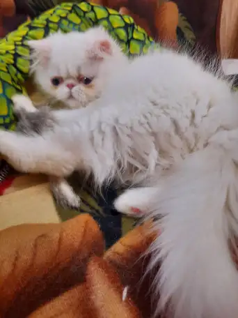 Продаётся персидский котёнок, девочка, фотография 1