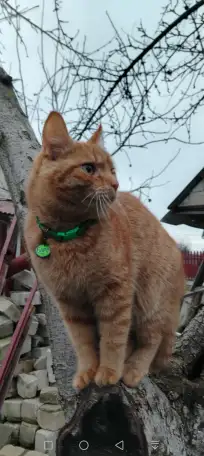 Пропал рыжий кот, фотография 11