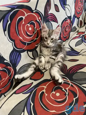 Котенок мейн кун, фотография 2