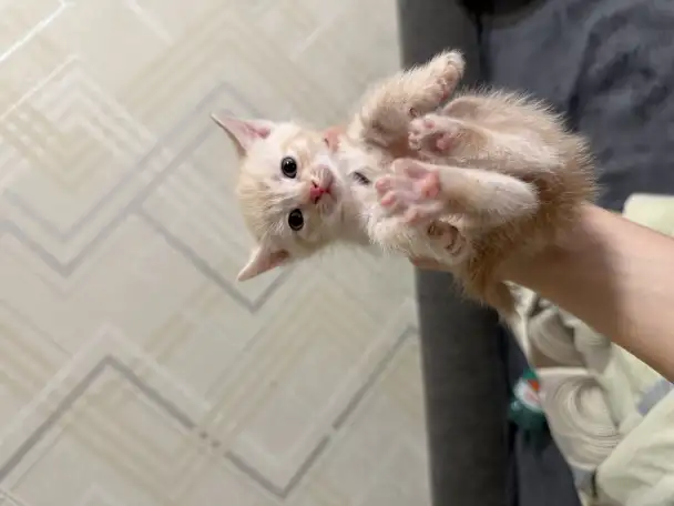 Котята в дар, фотография 3