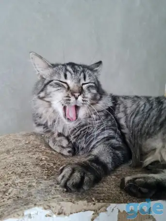 Очаровательная кошечка в добрые руки, фотография 2