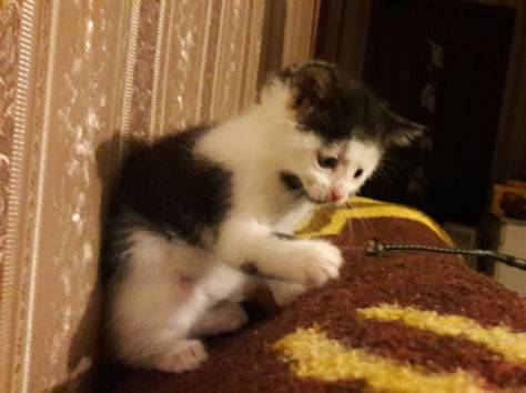 Котёнок в дар. Девочка, фотография 1