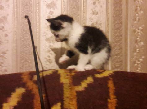 Котёнок в дар. Девочка, фотография 2