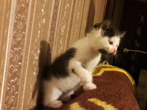 Котёнок в дар. Девочка, фотография 3