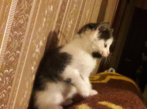 Котёнок в дар. Девочка, фотография 4
