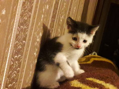Котёнок в дар. Девочка, фотография 5