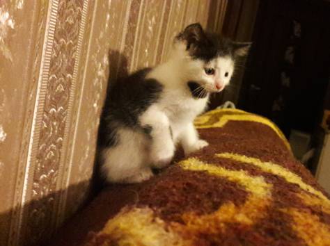 Котёнок в дар. Девочка, фотография 6