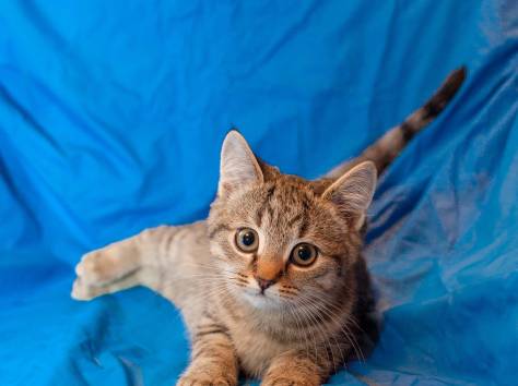 Отдам помесь вислоухих котят, фотография 5