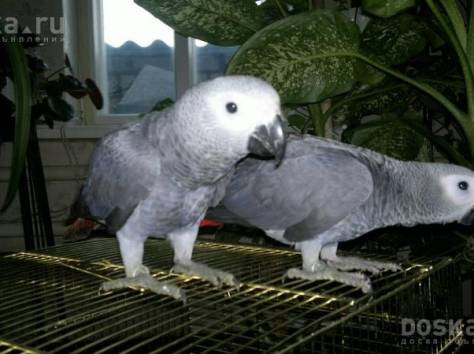 2 попугая жако, фотография 1