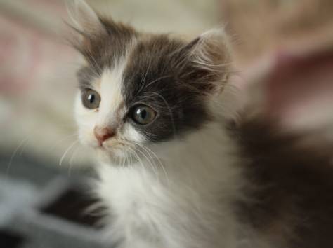 Котята ищут дом, фотография 2
