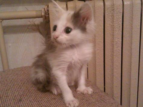 Котята ищут дом, фотография 4