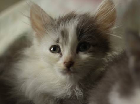 Котята ищут дом, фотография 8