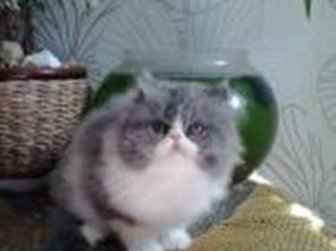 персидский котенок, фотография 2