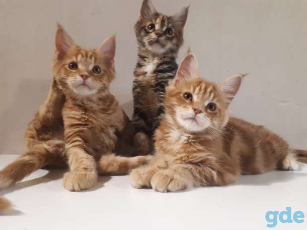 Котята Мейн КУН, фотография 2