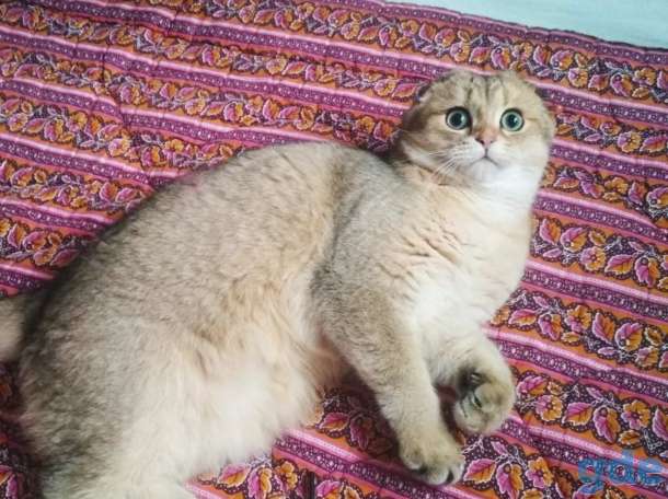 Шотландские породистые котята, фотография 7