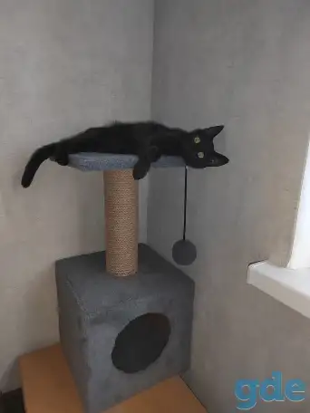 нужно пристроить котика, фотография 2