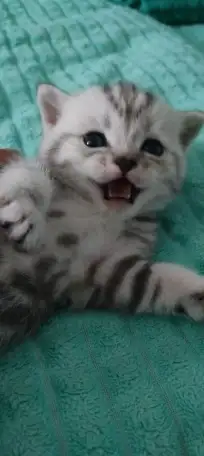 Британские котята, фотография 5