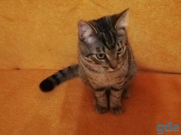 Котик Пуська ищет дом!, фотография 4