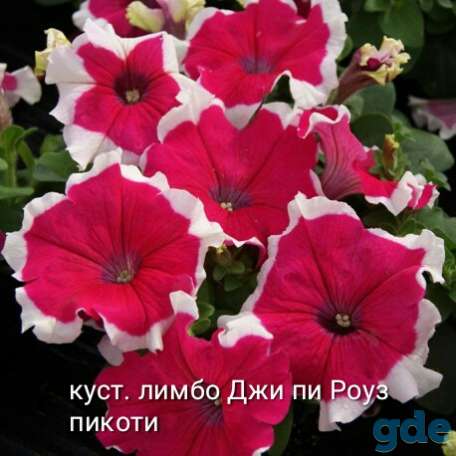 Петунья сеянцы и черенки, фотография 1