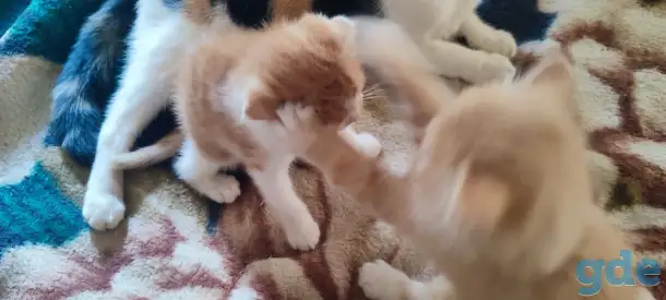 Отдам котят, фотография 5