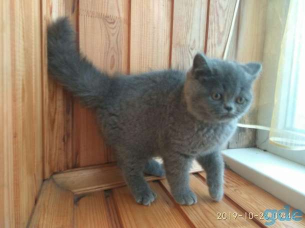 Породистая британская кошечка, фотография 3