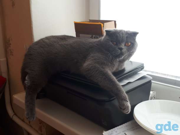 шотландские котята, фотография 3