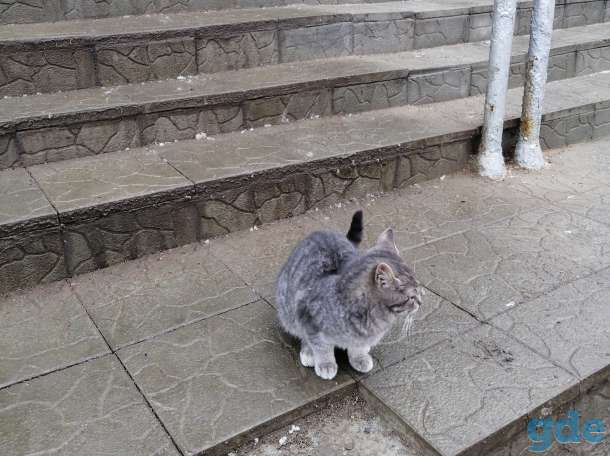 НАЙДЕН КОТИК, фотография 2