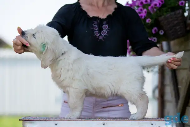 Щенки Golden Retriver, фотография 2