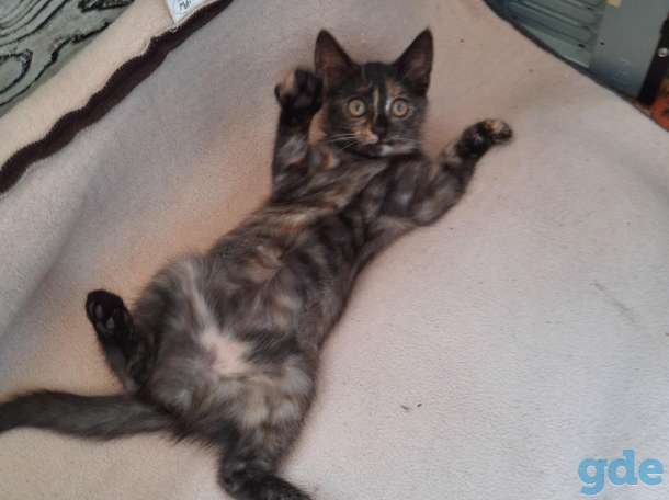 Котенок ищет дом, фотография 2