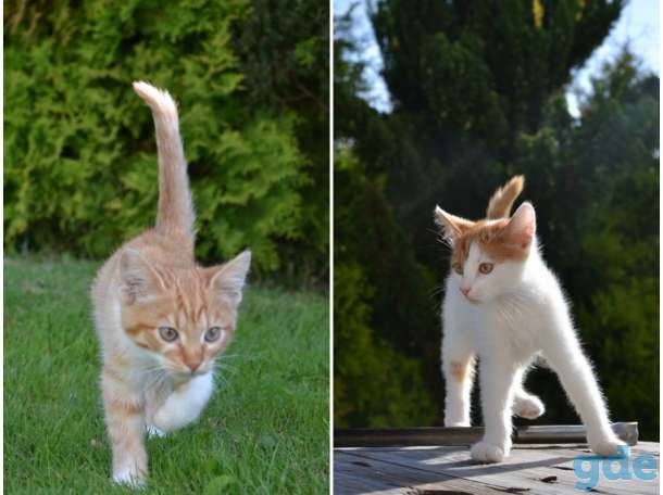 Полупушистые котята в  ДАР, фотография 1