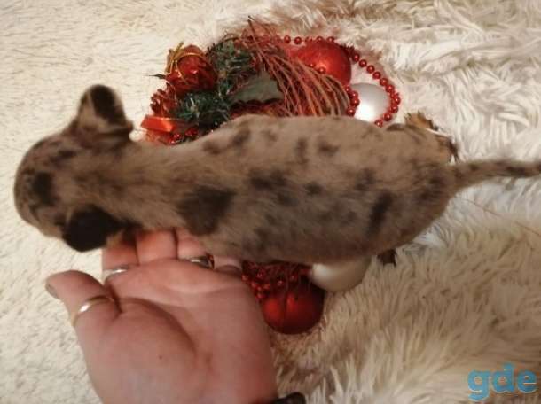 Чихуахуа голубой и шоколадный мерле., фотография 9