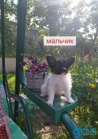 Щенки Папийон, фотография 3