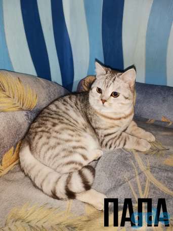 Шотландские котята, фотография 8