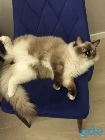 Котенок рэгдолл, фотография 3