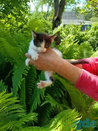 Котята, фотография 2