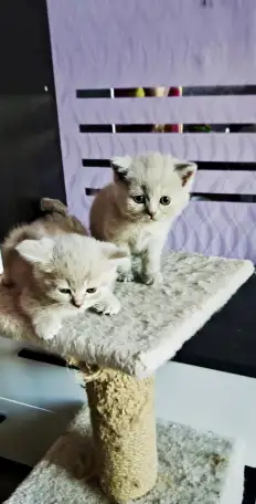 Котята Скоттиш-Страйт, фотография 7