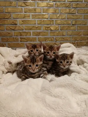 Продам шикарных котят породы бенгальские кароткошорстные, фотография 2