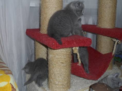Британские котята, фотография 1