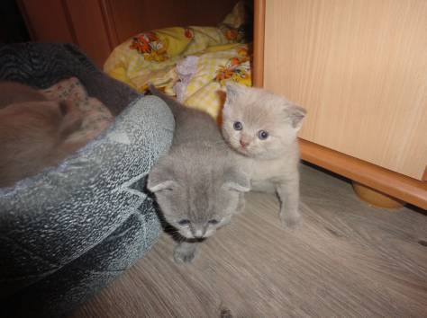шотландские вислоухие и прямоухие котята, фотография 2