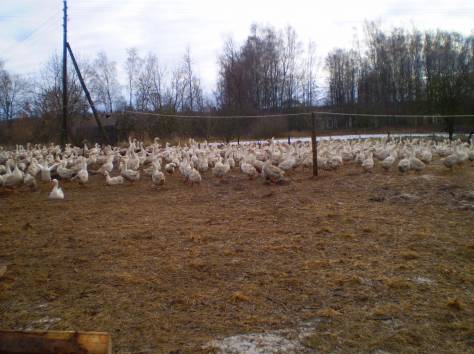 Продам племенных гусей порода линда, фотография 1