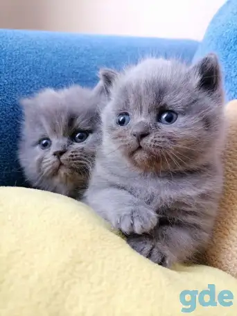 Котята, фотография 3