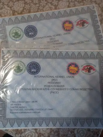 Продаются щенки Самоеда, фотография 3
