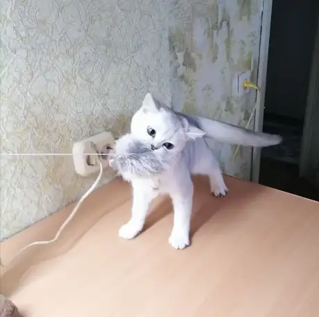 Британские котята, фотография 2