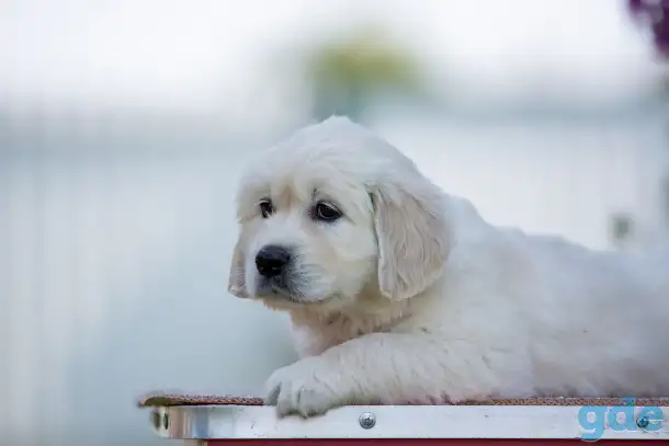 Щенки Golden Retriver, фотография 4