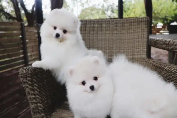 Registered Cute White Male  Female Pomeranian Puppies, фотография 1