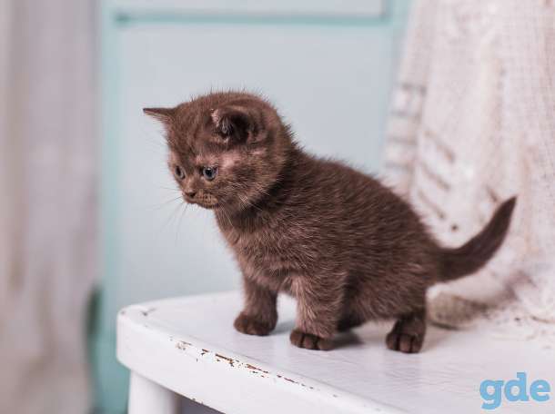 Британские котята, фотография 5