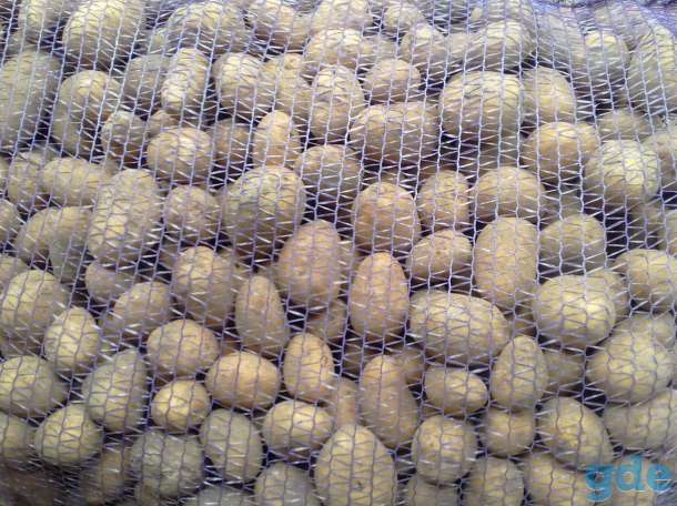 Продам картошку, фотография 4