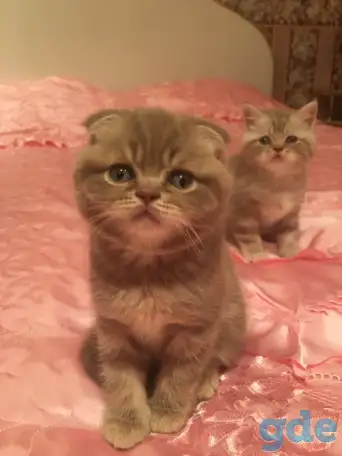 Шотландские котята, фотография 2
