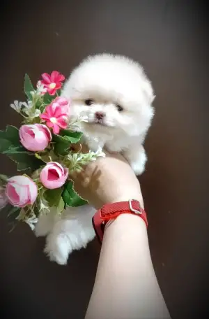 Померанский шпиц, девочка. Мини мишка, фотография 2